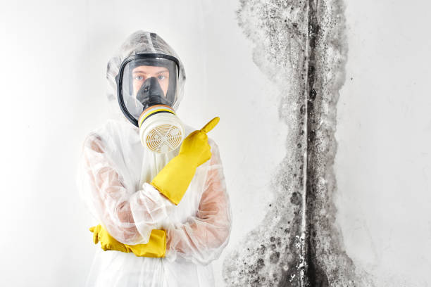 Best Black Mold Removal  in Somerset, WI