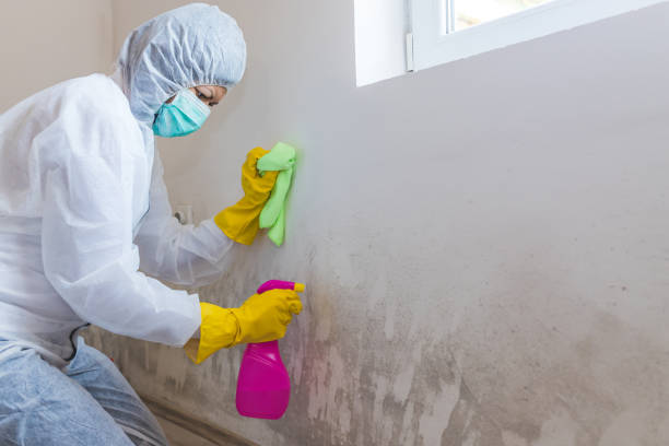  Somerset, WI Mold Removal & Remediation Pros